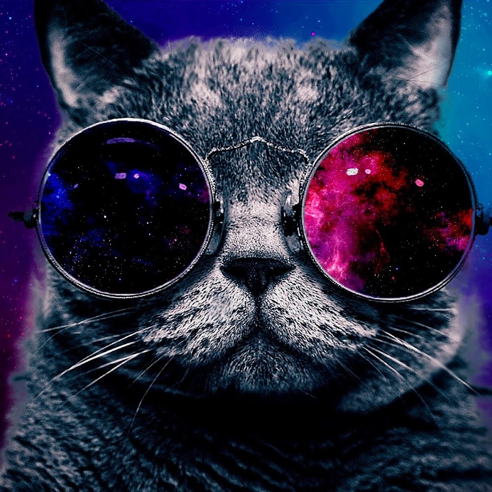 Meet your Posher, Cats with